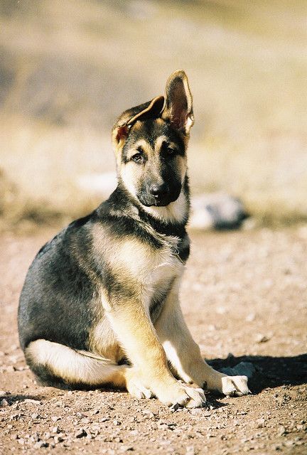 Sibirischer Hirtenhund Bilder Für Whatsapp