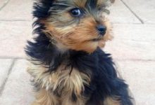 Bild von Sibirischer Hirtenhund Bilder Kostenlos bilder fürs handy