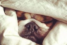 Bild von Sprüche Mit Hunden Und Bildern Für Whatsapp bilder fürs handy