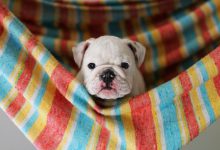 Bild von Suche Bilder Von Hunden bilder fürs handy