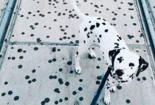 Bild von Suche Bilder Von Hunden Für Facebook bilder fürs handy