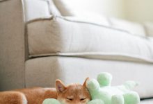 Bild von Suche Bilder Von Hunden Für Whatsapp bilder fürs handy