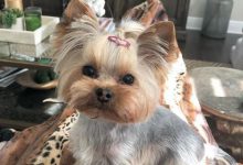 Bild von Suche Bilder Von Hunden Kostenlos bilder fürs handy