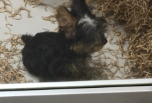 Bild von Suche Bilder Von Hunden Kostenlos Herunterladen bilder fürs handy