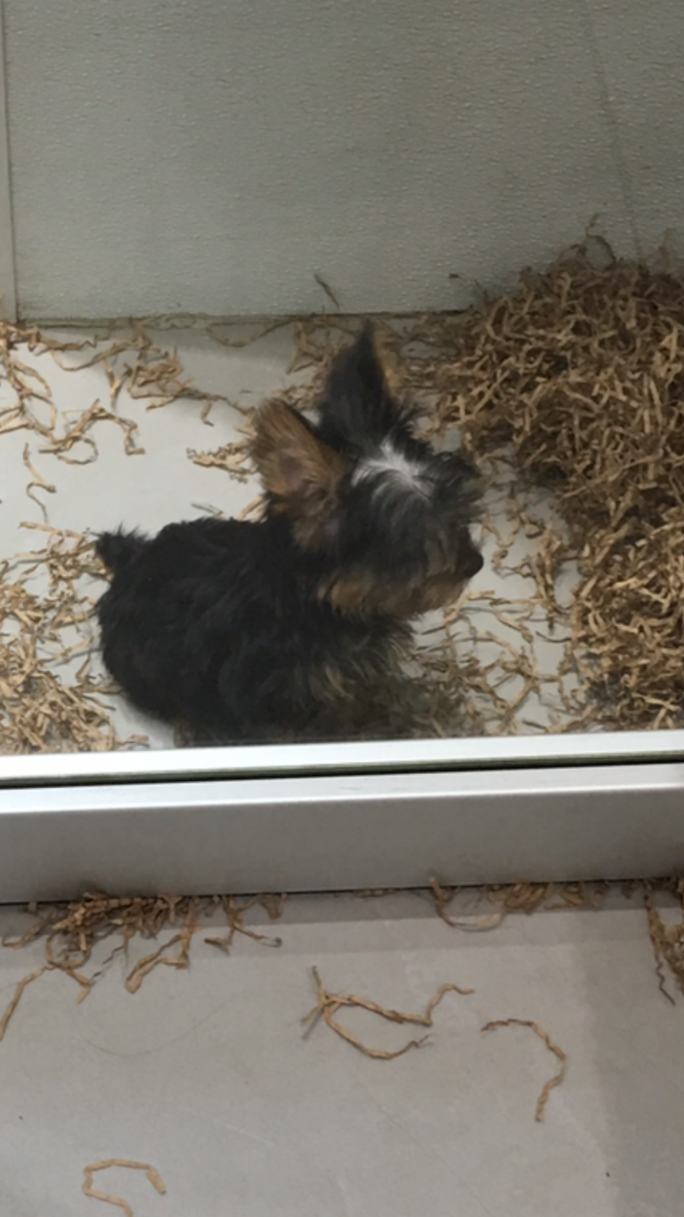 Suche Bilder Von Hunden Kostenlos Herunterladen