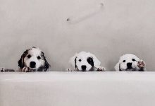 Bild von Suche Hund bilder fürs handy