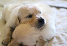 Bild von Suche Hunde Bilder fürs handy
