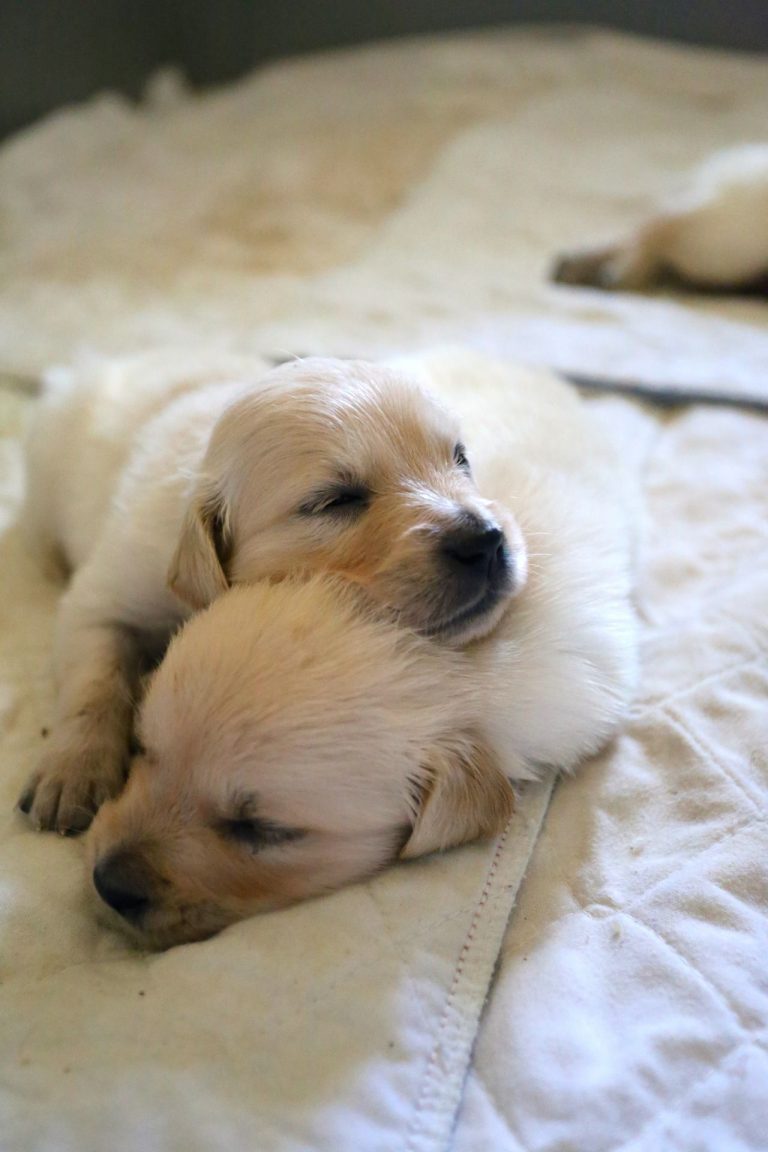 Suche Hunde Bilder