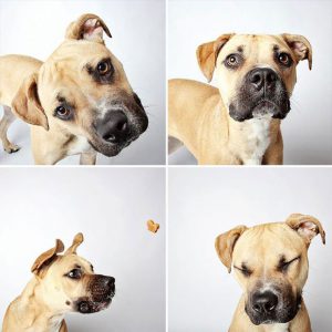 Suche Hunde Bilder Für Facebook 300x300 - Hunderassen Übersicht Mittelgroß
