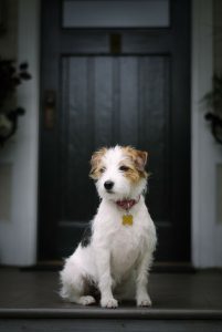 Suche Hunde Bilder Für Whatsapp 201x300 - Tierbilder Hunde Kostenlos