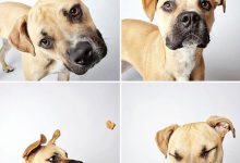 Bild von Suche Hunde Bilder Für Facebook bilder fürs handy