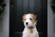 Bild von Suche Hunde Bilder Für Whatsapp bilder fürs handy