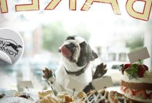 Bild von Suche Hunde Bilder Kostenlos bilder fürs handy