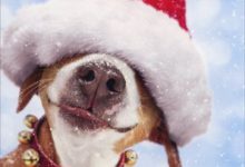 Bild von Suche Hunde Bilder Kostenlos Herunterladen bilder fürs handy