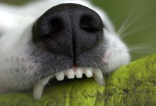 Bild von Süße Bilder Von Hunden bilder fürs handy