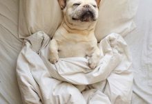 Bild von Süße Bilder Von Hunden Für Facebook bilder fürs handy
