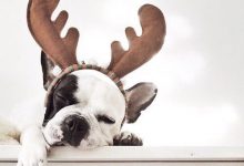 Bild von Süße Bilder Von Hunden Kostenlos Herunterladen bilder fürs handy