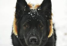 Bild von Süße Hunde bilder fürs handy