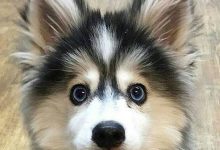 Bild von Süße Hunde Bilder Für Facebook bilder fürs handy