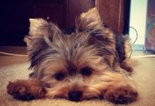 Bild von Süße Hunde Bilder Kostenlos Für Facebook bilder fürs handy