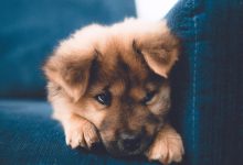 Bild von Süße Hunde Bilder Kostenlos Herunterladen bilder fürs handy
