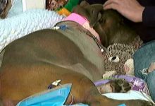 Bild von Süße Hunde Bilder Kostenlos Kostenlos bilder fürs handy