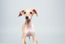 Bild von Süße Hunde Bilder Zum Ausdrucken bilder fürs handy