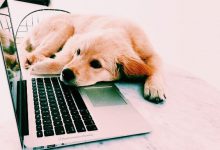 Bild von Süße Hunde Bilder Zum Ausdrucken Für Facebook bilder fürs handy