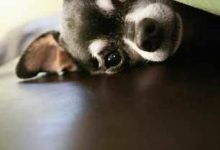 Bild von Süße Hunde Bilder Zum Ausdrucken Für Whatsapp bilder fürs handy