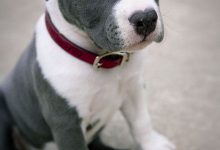 Bild von Süße Hunde Bilder Zum Ausdrucken Kostenlos bilder fürs handy