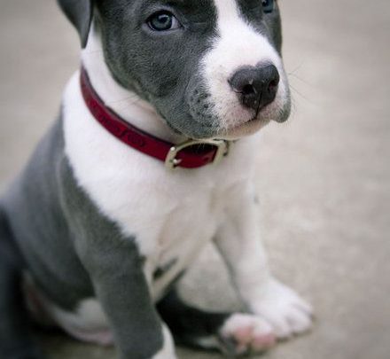 Süße Hunde Bilder Zum Ausdrucken Kostenlos Bilder und Sprüche