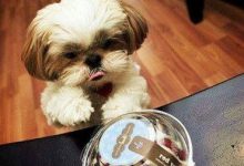 Bild von Süße Hundebaby Bilder fürs handy