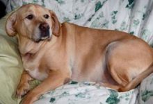 Bild von Süße Hundebaby Bilder Für Facebook bilder fürs handy