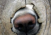 Bild von Süße Hundebaby Bilder Kostenlos Herunterladen bilder fürs handy