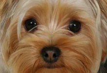 Bild von Süße Kleine Hunde Bilder Für Whatsapp bilder fürs handy