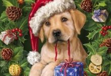 Bild von Süße Kleine Hunde Bilder Kostenlos Herunterladen bilder fürs handy