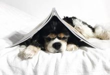 Bild von Terrier bilder fürs handy