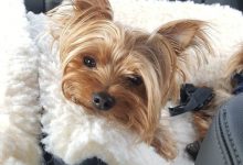 Bild von Terrier Bilder Hunderassen bilder fürs handy
