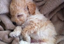 Bild von Terrier Bilder Hunderassen Für Facebook bilder fürs handy