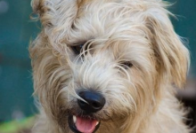 Bild von Terrier Bilder Hunderassen Für Whatsapp bilder fürs handy