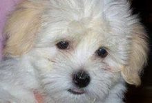 Bild von Terrier Bilder Hunderassen Kostenlos bilder fürs handy