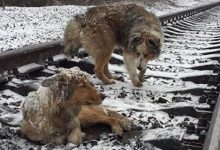 Bild von Terrier Bilder Hunderassen Kostenlos Herunterladen bilder fürs handy