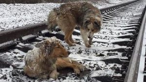 Terrier Bilder Hunderassen Kostenlos Herunterladen 300x170 - Hund Mittelgroß Langhaar