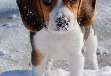 Bild von Terrier Rassen Bilder Für Facebook bilder fürs handy