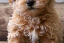 Bild von Terrier Rassen Bilder Kostenlos Herunterladen bilder fürs handy