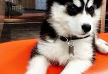 Bild von Terrier Rassen Kurzhaar bilder fürs handy