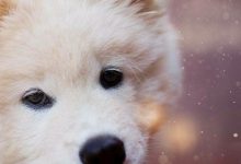 Bild von Terrier Rassen Übersicht bilder fürs handy