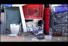 Bild von Tierbilder Hunde bilder fürs handy