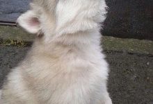 Bild von Tierbilder Hunde Für Facebook bilder fürs handy