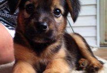 Bild von Tierbilder Hunde Für Whatsapp bilder fürs handy